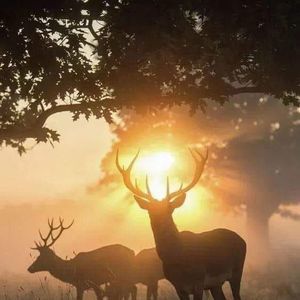 Meet your Posher, Benny